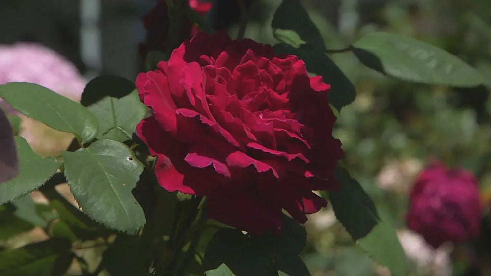 Nylex Essential Watering Tips – Roses